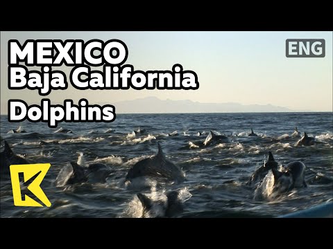 【K】Mexico Travel-Baja California[멕시코 여행-바하칼리포르니아]바다 가득한 돌고래 떼/Dolphins/Sea/Ship