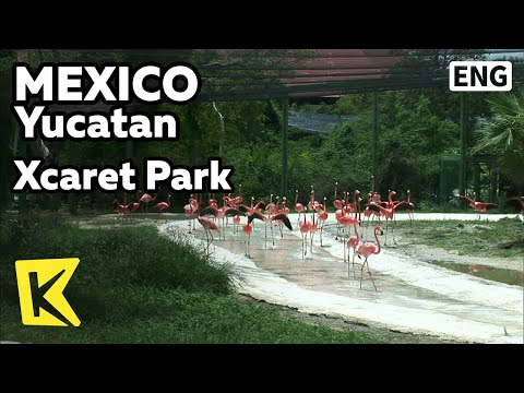 【K】Mexico Travel-Yucatan[멕시코 여행-유카탄]플라밍고, 스카렛 생태공원/Xcaret Park/Flamingo/Theme Park/Tropical plants